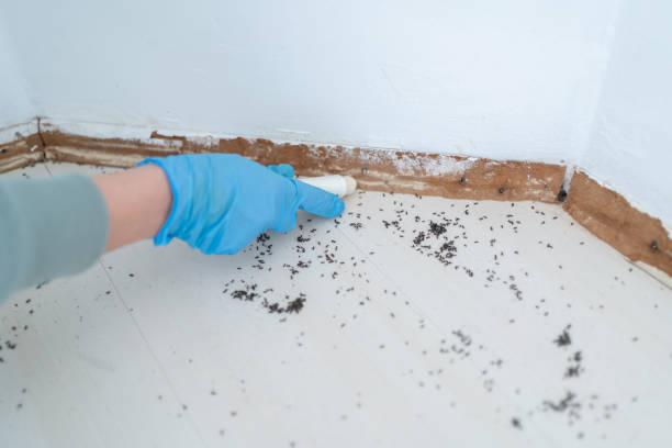 Best Ant Control Services  in Montgomery, GA